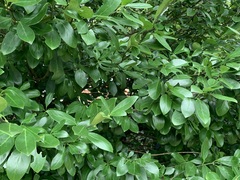 Euonymus japonicus