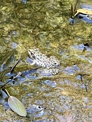 Pelophylax ridibundus