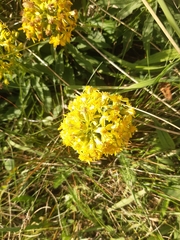 Solidago virgaurea