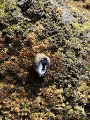 Azumamorula mutica