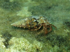 Pagurus anachoretus
