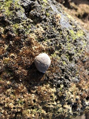 Azumamorula mutica
