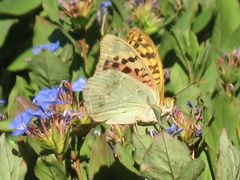 Argynnis pandora