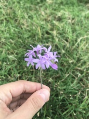 Tulbaghia