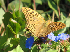 Argynnis pandora