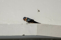 Hirundo tahitica