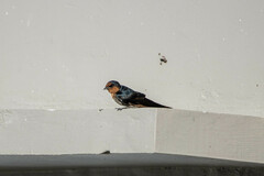 Hirundo tahitica