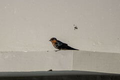 Hirundo tahitica