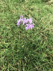 Tulbaghia