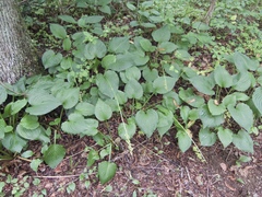 Hosta ventricosa
