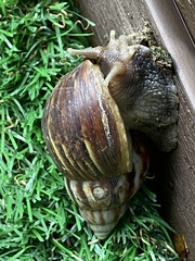 Lissachatina fulica
