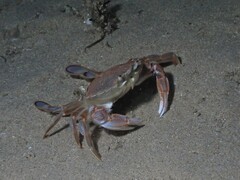 Ovalipes australiensis