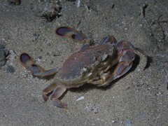 Ovalipes australiensis