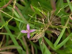 Cleome simplicifolia
