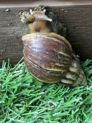 Lissachatina fulica