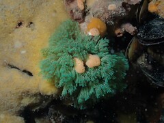 Virididentula dentata