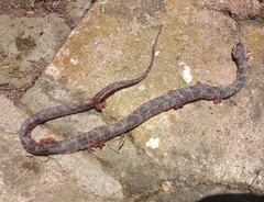 Leptodeira rhombifera