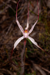 Caladenia polychroma