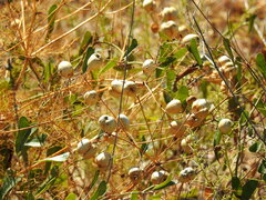 Prangos trifida