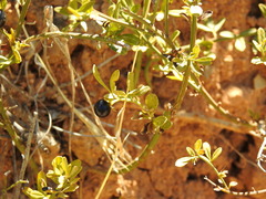 Chrysojasminum fruticans