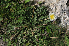 Taraxacum confusum