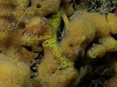 Botrylloides leachii