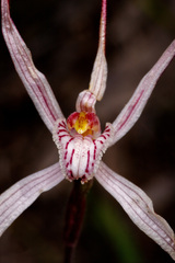 Caladenia polychroma