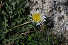 Taraxacum confusum