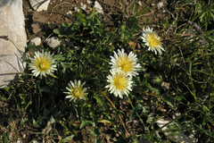 Taraxacum confusum