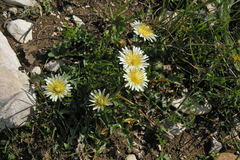 Taraxacum confusum