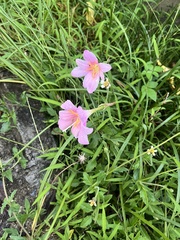 Zephyranthes rosea