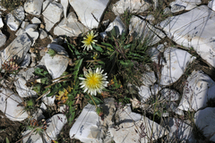 Taraxacum confusum