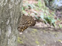 Neope goschkevitschii