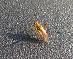 Hyalopeplus spinosus