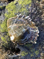 Pinctada margaritifera