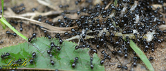 Lasius spathepus
