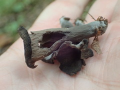 Craterellus