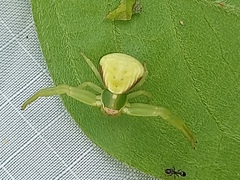 Misumenoides formosipes