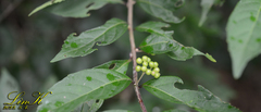 Callicarpa