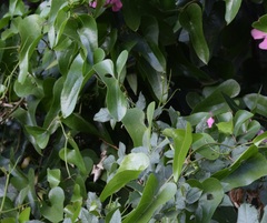 Smilax aspera