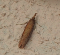 Donacaula