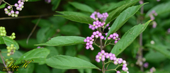 Callicarpa
