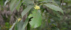 Quercus serrata
