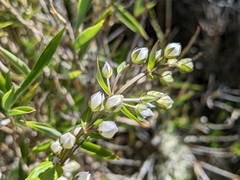 Swertia macrosperma