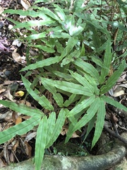 Pteris cretica