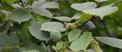 Corylus sieboldiana