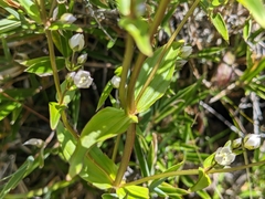 Swertia macrosperma