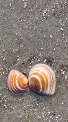 Tellinidae