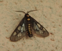 Eressa confinis