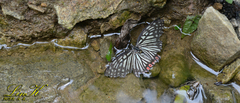 Hestina assimilis assimilis